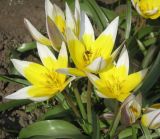 Tulipa tarda
