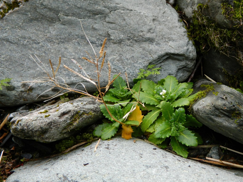 Image of Arabis alpina specimen.