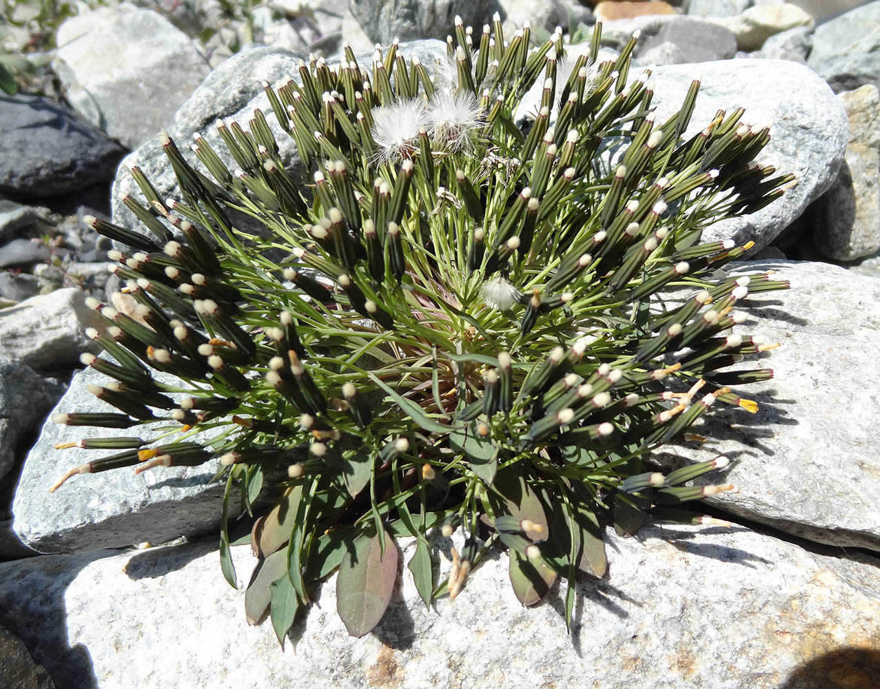 Image of Crepis jacutica specimen.