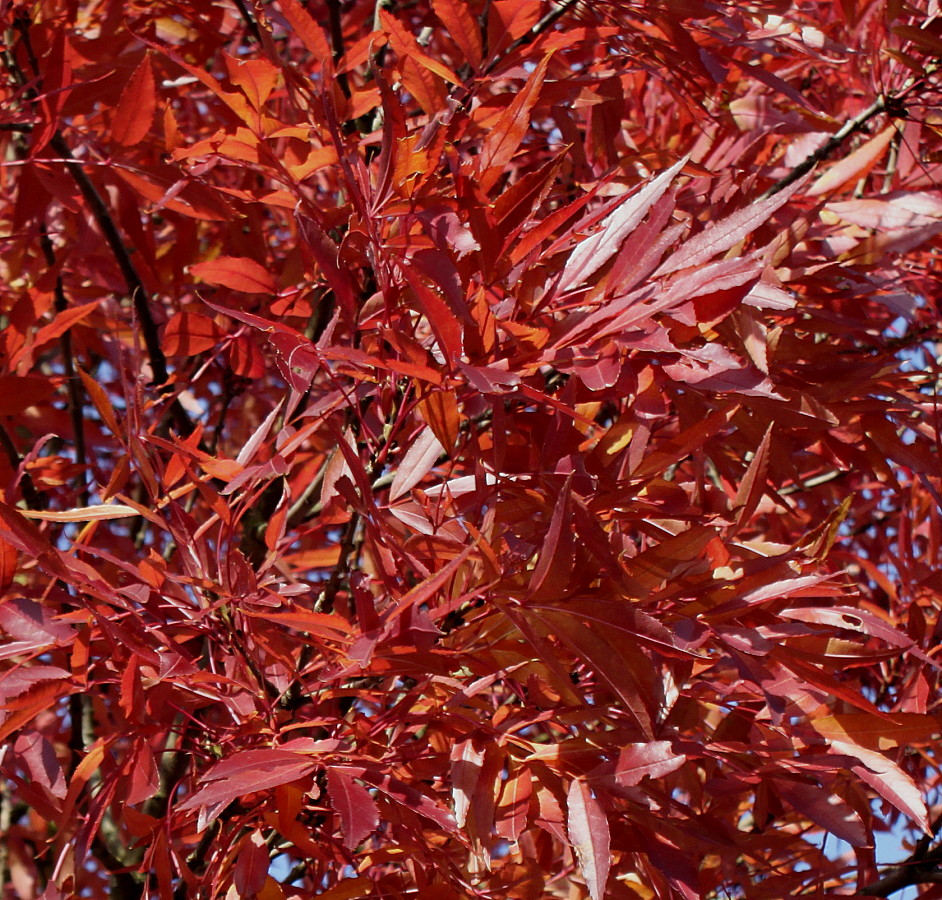 Image of Fraxinus oxycarpa specimen.