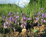 Polygala supina