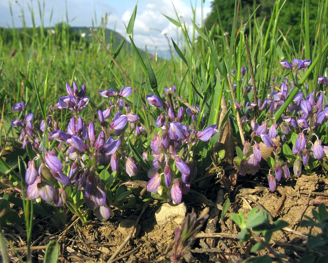 Image of Polygala supina specimen.
