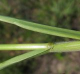 Bromus hordeaceus. Часть стебля с видимым влагалищем листа. Испания, г. Валенсия, Альбуфера (Albufera de Valencia), окрайка рисового поля. 6 апреля 2012 г.