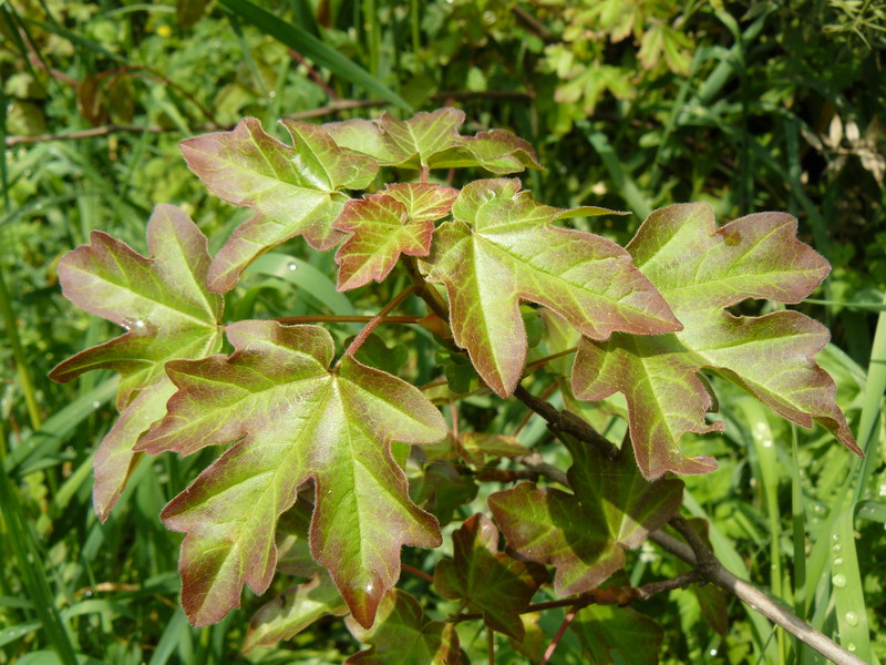 Image of Acer campestre specimen.