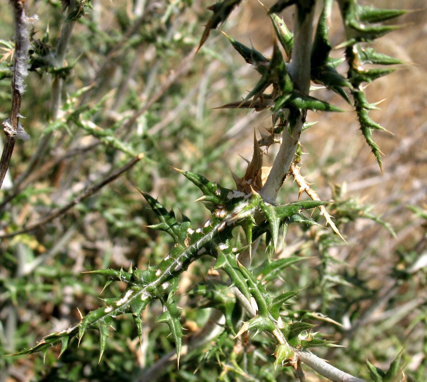 Изображение особи Echinops ritrodes.