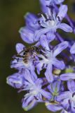 Scilla hyacinthoides. Цветки с кормящейся самкой Lasioglossum marginatum. Israel, Mount Carmel. 17.04.2011.