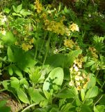 Primula elatior