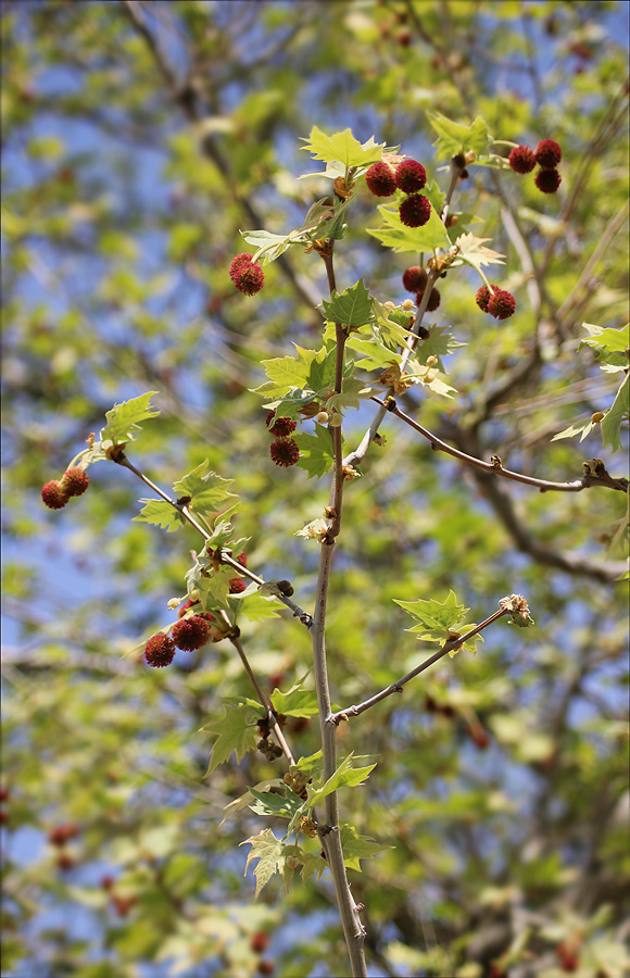 Изображение особи Platanus orientalis.