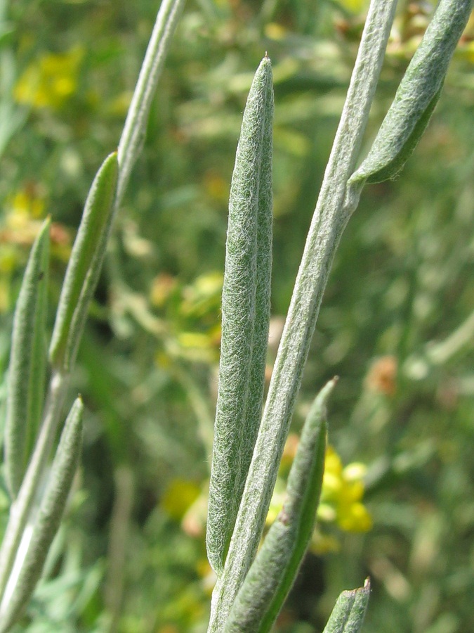 Image of Xeranthemum annuum specimen.