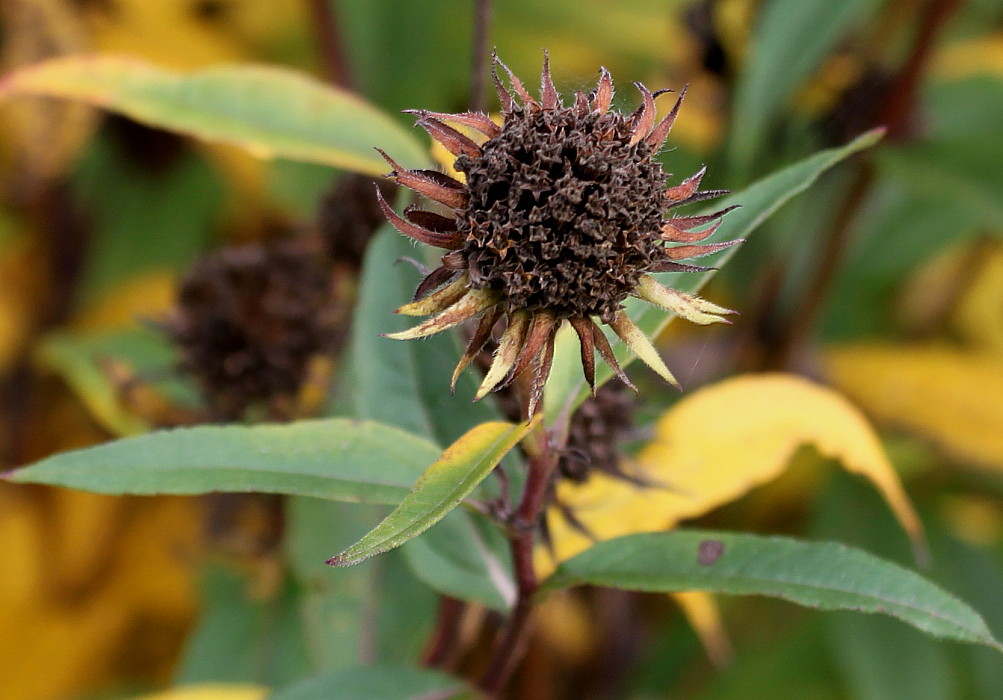 Image of Helianthus grosseserratus specimen.