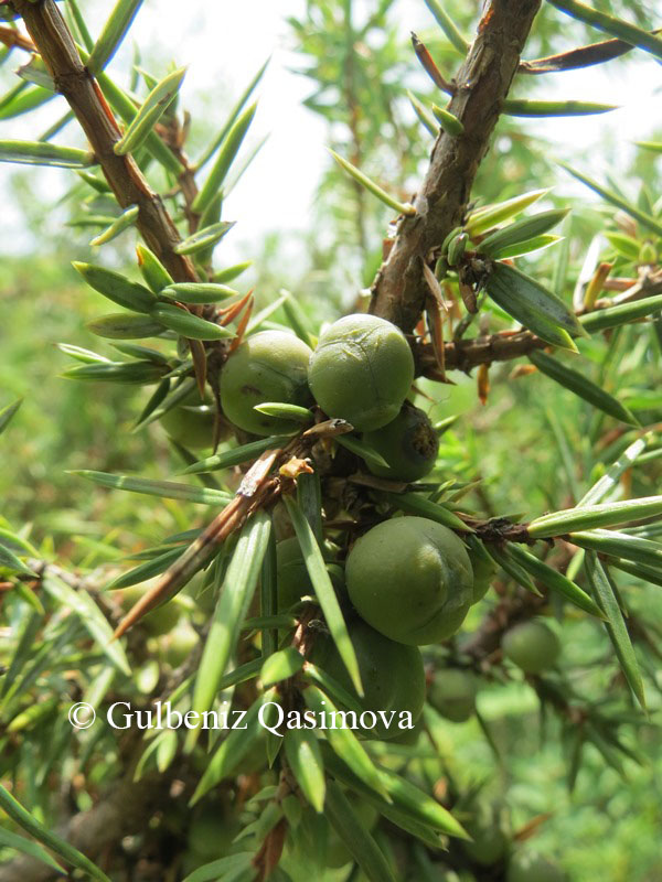 Image of Juniperus oblonga specimen.