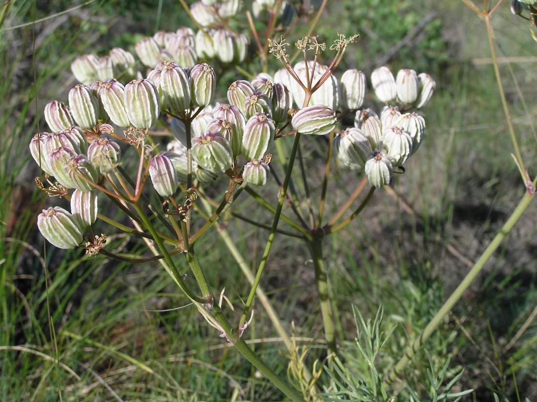 Image of Prangos ledebourii specimen.