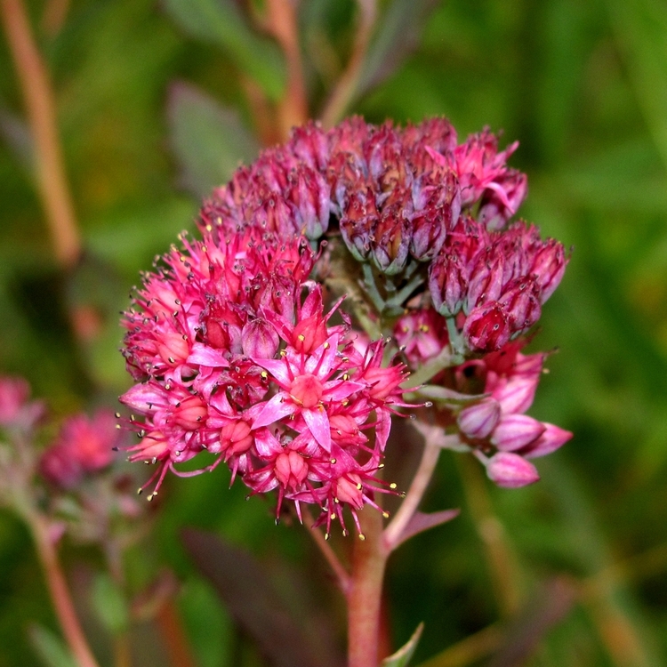 Изображение особи Hylotelephium triphyllum.