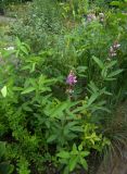 Desmodium canadense