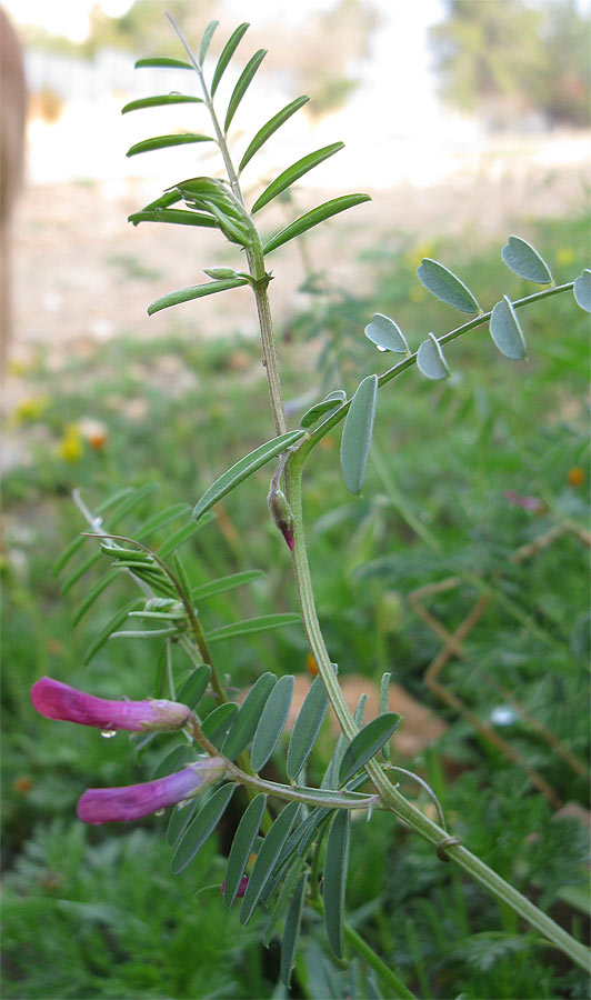 Image of Vicia monantha specimen.