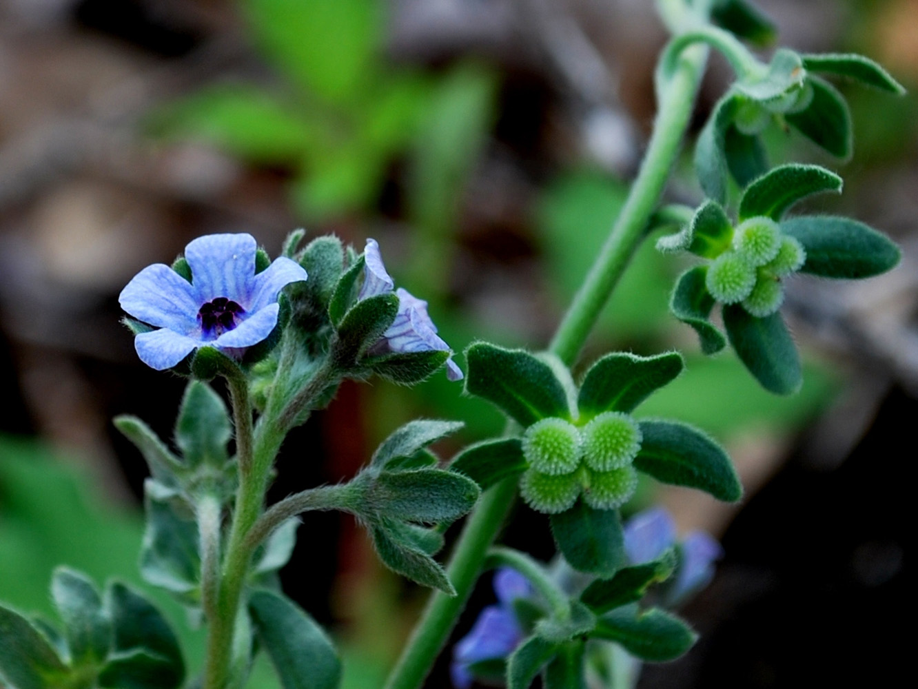 Image of Cynoglossum creticum specimen.