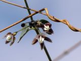 Pergularia tomentosa. Соцветие. Израиль, Эйлатские горы. 06.01.2013.