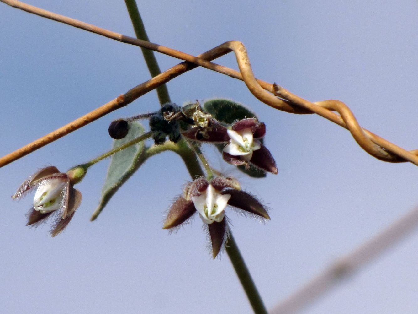 Image of Pergularia tomentosa specimen.