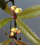 Berberis soulieana. Средняя часть побега с соцветиями. Германия, г. Кемпен, у автостоянки. 01.04.2013.