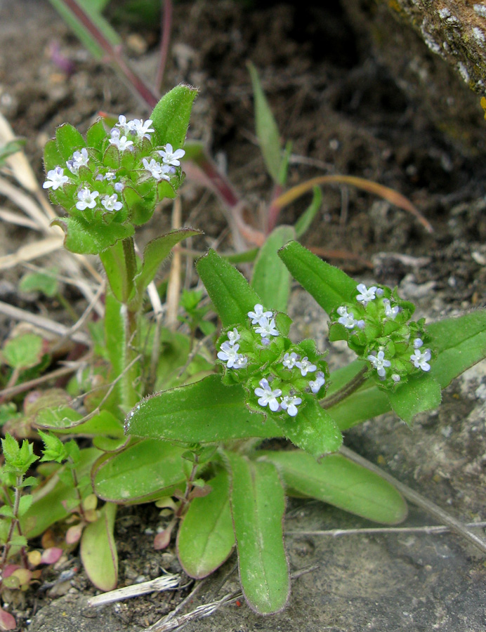 Изображение особи Valerianella turgida.