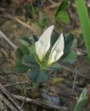 Trigonella gladiata. Цветущее растение. Крым, Карадагский заповедник, биостанция, степной склон. 16 апреля 2013 г.