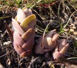 Hylotelephium stepposum