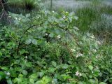 genus Rubus