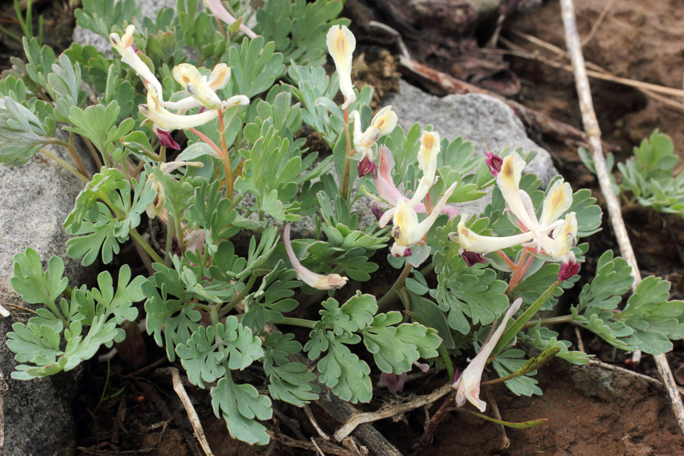 Image of Corydalis darwasica specimen.