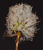Melaleuca nesophila