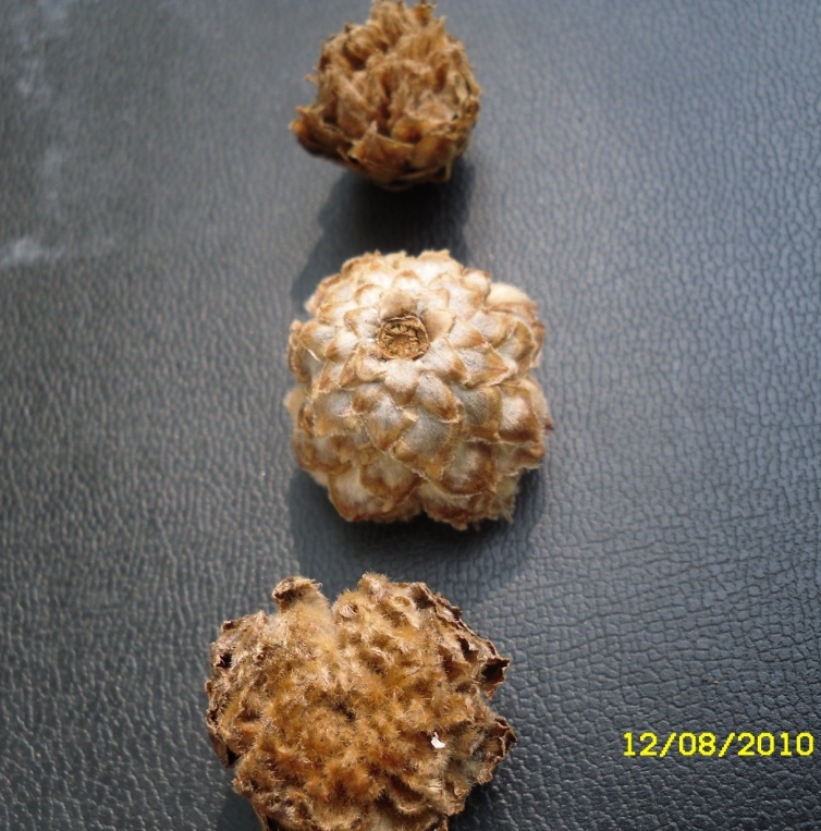 Изображение особи Quercus robur.