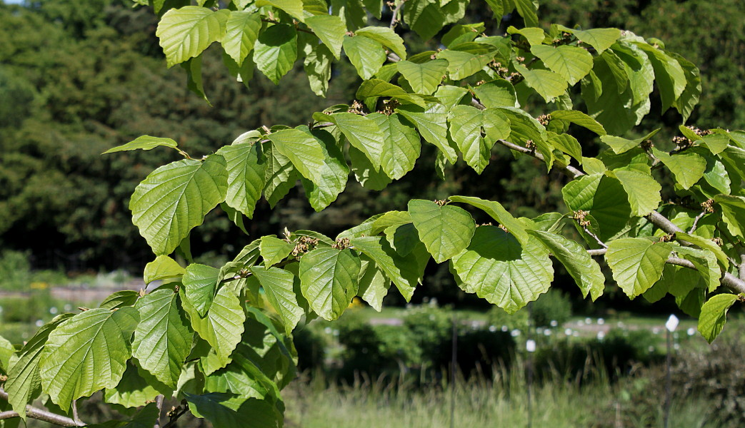 Изображение особи Hamamelis virginiana.