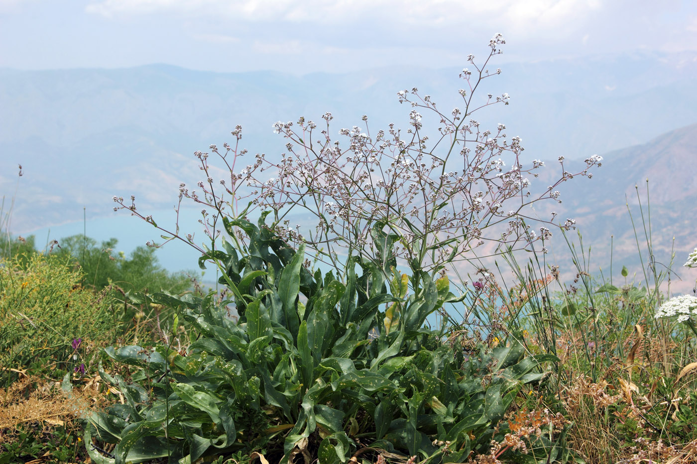 Image of Stroganowia paniculata specimen.