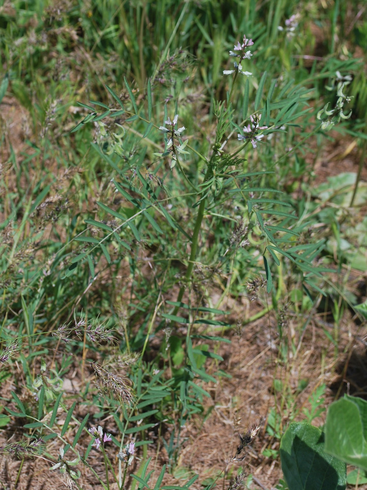 Изображение особи Astragalus campylotrichus.