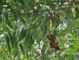 Acacia auriculiformis. Часть ветви с соплодиями. Таиланд, остров Пханган. 22.06.2013.