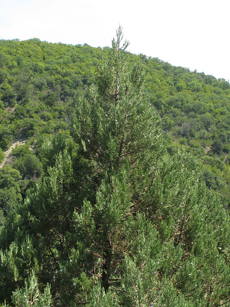 Image of Juniperus excelsa specimen.