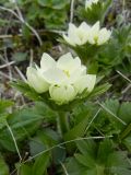 Anemonastrum villosissimum