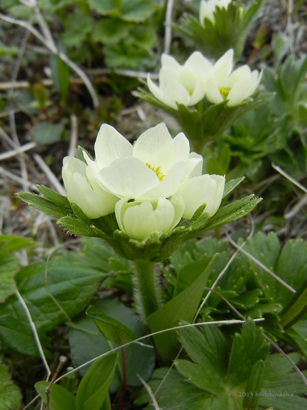 Изображение особи Anemonastrum villosissimum.