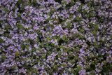 Thymus dzevanovskyi. Соцветия. Крым, Севастополь, окр. пос. Любимовка. 28 мая 2013 г.