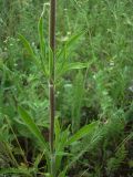 Silene wolgensis