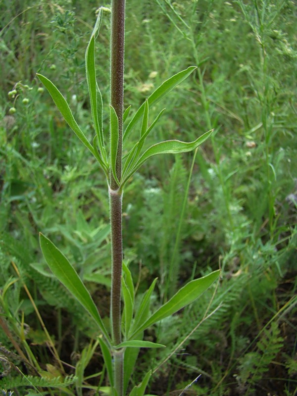 Изображение особи Silene wolgensis.