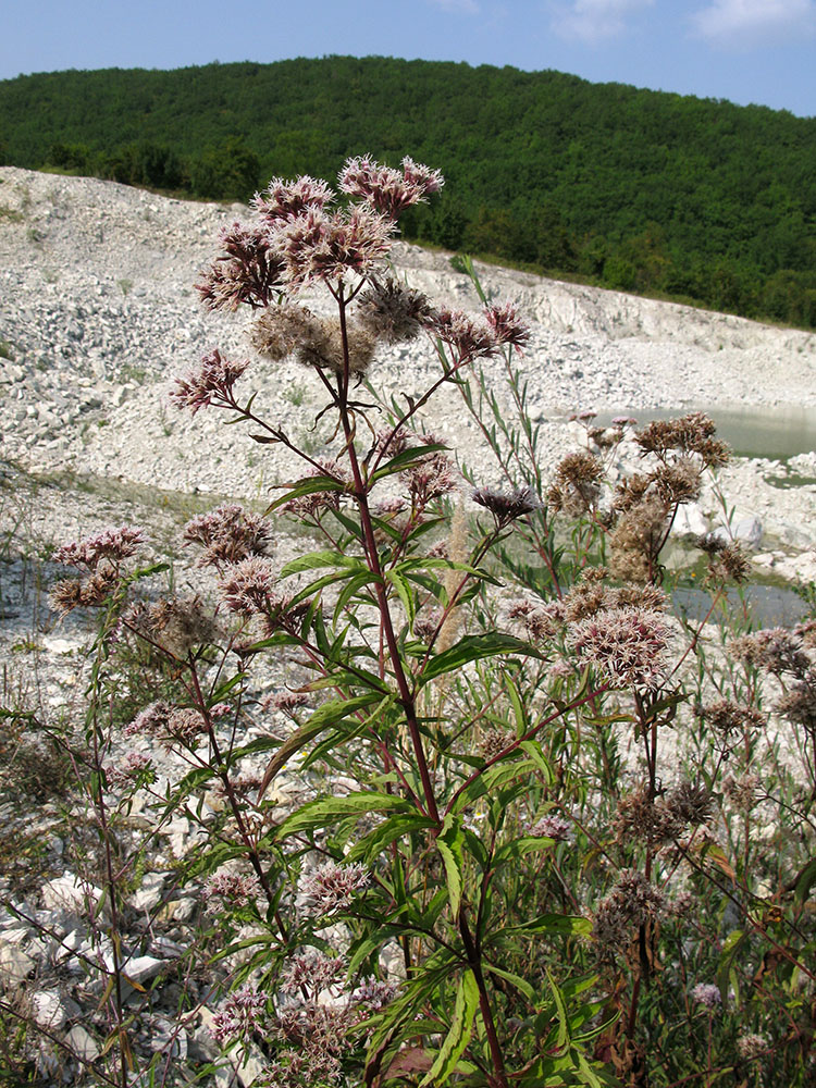 Image of Eupatorium cannabinum specimen.