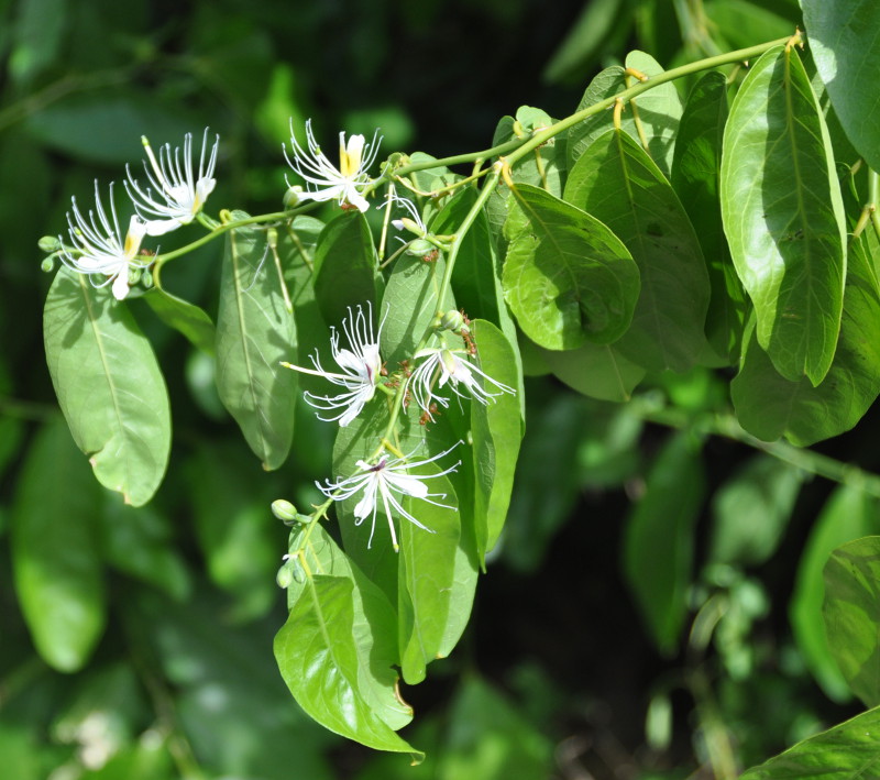 Изображение особи Capparis micracantha.