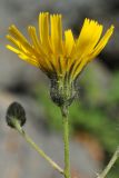 Hieracium korshinskyi