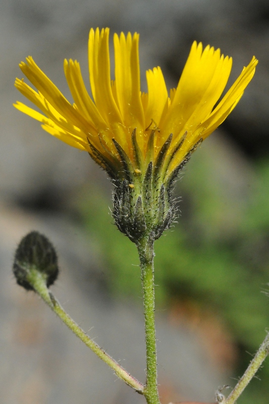 Image of Hieracium korshinskyi specimen.