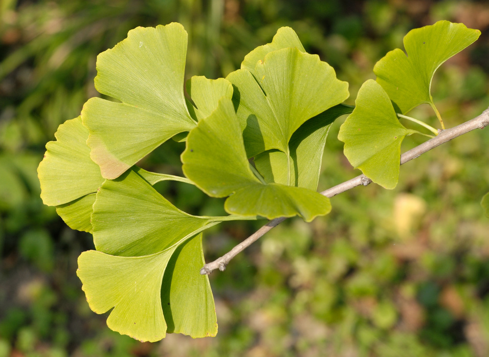 Image of Ginkgo biloba specimen.