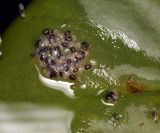 Image of taxon representative. Author is Виталий Гуменюк