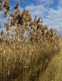 Phragmites australis. Плодоносящие растения. Курск, Сеймский округ, берег одного из прудов Курского рыбозавода. 01.11.2013.