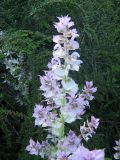 Salvia sclarea