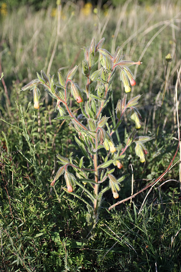 Image of Onosma dichroantha specimen.