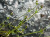 Galium uliginosum
